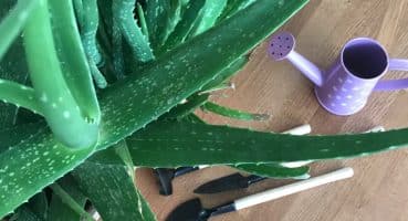 Aloevera Bakımı Sulanması Çoğaltılması Nasıl Yapılır |Bitki Bakımı Bakım