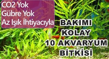 Bakımı Kolay Hızlı Çoğalan 10 Akvaryum Bitkisi – CO2 Gübre Gerektirmeyen Bakım