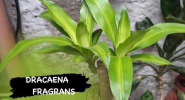 Muhteşem ofis bitkisi. Dracaena Fragrans bitki bakımında püf noktalar..  #dracaena #dracaenafragrans Bakım