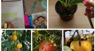 sessiz vlog | ders çalışma günlüğü |bahçedeki mandalinalar | bitki bakımı Bakım