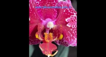 Orkide bakımına dair herşey – BK Commerce ® #bitki #bitkibesini #bitkikoruma #bitkibakımı #orchid Bakım