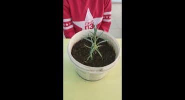 “SABIR” ile bitki bakımı Bakım