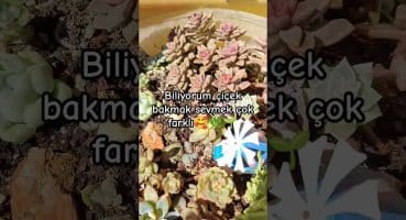 #sukulentaranjman #teraryum #bahçe #bitkibakımı ##plants Bakım