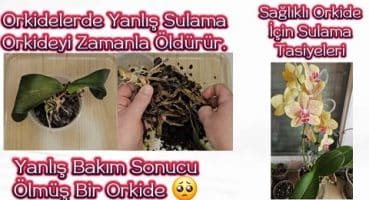 Orkide Bakımında Ölümcül Sulama Hatası! Öğrenin ve Orkidelerinizi Kurtarın!💧🌸#Orkide #viral #keşfet Bakım