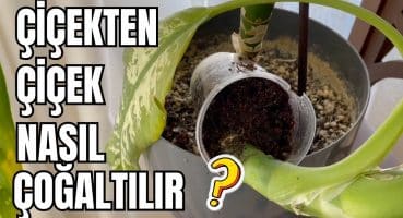 Difenbahya Çiçeği Nasıl Çoğaltılır?  Köklendirme Sırları ! Dalında Köklendirme ve Suda Köklendirme Bakım