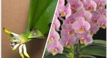 🌸✨ Sıcak Demleme Yöntemi ile Süper Orkide Besini Nasıl Yapılır?🌿🌺🌼 #orkideyetiştirme Bakım