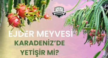 Ejder Meyvesi Karadeniz’de Yetişir mi? Karadeniz’in Gizemi #karadeniz #ejdermeyvesi #recommended Bakım
