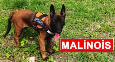 Yavru Belçika Çoban Köpeği Malinois Irkının Özellikleri