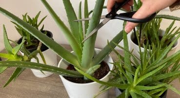 Aloe Veranın Bol Yavru Vermesi İçin Ve Hızlı Büyümesi İçin Buna Dikkat!Aloe Vera sırları Bakım
