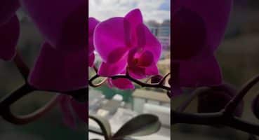 #orkide #orkidebakımı #orchid #orchidcare #çiçekbakımı #çiçek #bitki #flowers #plant #bitkibakımı Bakım