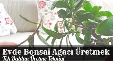 Bonsai Ağacı Çoğaltmak, Yetiştirmek, Budamak ve Bakımı I Bonsai Bitkisi Daldan Köklendirme (Kolay) Bakım