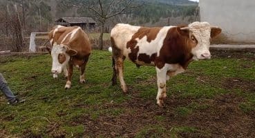 Doğal yolla inek tohumlama nasıl yapılır? inek ile boğa