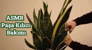 Türkçe ASMR | Canlı bitki bakımı, makas sesleri, el sesleri,fısıltı. Rahatlatıcı video |Turkish ASMR Bakım