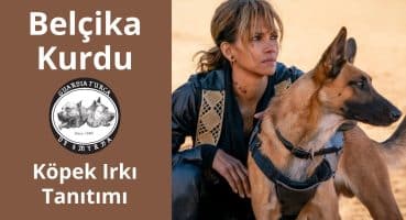 Bunlar Köpek Olamaz! – Belçika Kurdu (Belçika Malinois) Köpek Irkı Tanıtımı