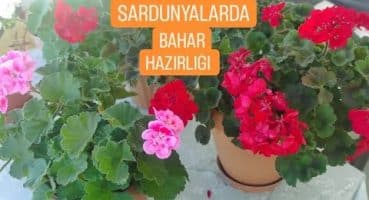 ✓SARDUNYALARDA BAHAR HAZIRLĞI,BOL ÇİÇEKLİ SARDUNYALR İÇN PÜF NOKTALR,TOPRAK DEĞİŞMİ#keşfet #sardunya Bakım