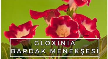 GLOXINIA | BARDAK MENEKŞESİ HAKKINDA BİLMENİZ GEREKEN HER ŞEY Bakım