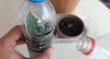Aloe vera çoğaltma nasıl yapılır kendin yap bitki bakımı Bakım
