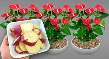 Just one Sweet Potato can make Anthurium immediately bloom with many flowers, easily and cheaply Bakım