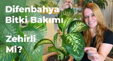 Difenbahya Bakımı Nasıl Yapılır? | Zehirli Bir Bitki Mi? 🌿👀 Bakım