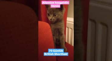 Ailemizin Yeni Üyesi Venüs Hoşgeldin 🥰2 Aylık British Shorthair Yavru 🐈 #shorts #britishshorthair