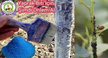 Bunu Şimdi Yap❗Yaprak Bitleri ve karıncalar olmadan sağlıklı meyve ağaçları olacak🌳Ağaç Hasta olmsın