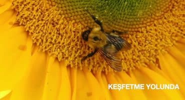 Arılar İnsanları Sokunca Neden Ölür?