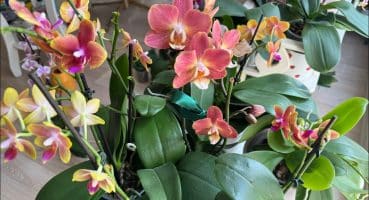 GERÇEK Orkide Bakım Severleri görmek istiyoruz Artık🌸🤩 @EbrununDenizi Orkide Turu 🏁 Bakım
