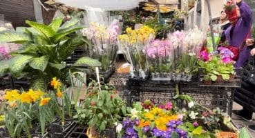 Çiçek Pazarı Rengarenk / Uygun Fiyatlı Orkideler #vlog #çiçek #bahçebitkileri #orkide #sümbül Bakım