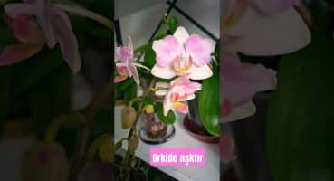 #orkidebakımı #orkidelerim #bitkibakımı #orchidea kelebek orkidem😍🥰🦋 Bakım