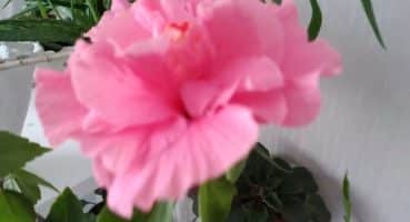 Japon gülü çiçeği bakımı (Çin gülü, Hibüsküs) Bakım