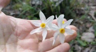 doğanın çiçekleri, #lale #çakalnergis Antalya’da bahar ayrı güzel Bakım