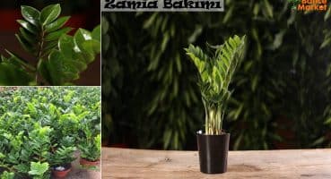 Zamia, Sonsuzluk Bitkisinin Bakımı, Zamioculcas plant care  // BAHÇE MARKET ÇİÇEK BAKIMI Bakım