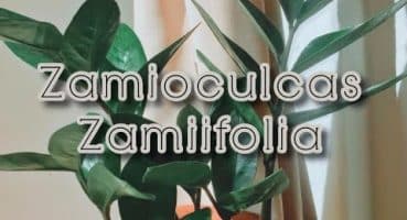 Zamioculcas Zamiifolia | Zz Bitkisi Bakımı Bakım