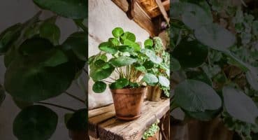 Yeşilin Şans Getiren Hazinesi: Pilea Peperomioides 🌿💰 #keşfet #bitkibakımı #yeşildünya Bakım