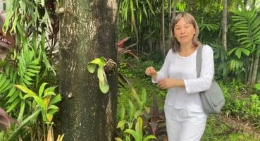Orkide doğal ortamında nasıl yetişir,Endonezya Bakım