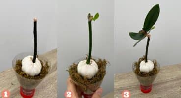 Bu yöntemle orkide birçok genç tomurcuklar büyütecek ve durmadan çiçek açacak Bakım