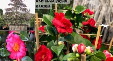 Kamelya Bitkisi, Camellia sp Bakımı // İBB BAHÇE MARKET KAHVE BİTKİSİNİN BAKIMI Bakım
