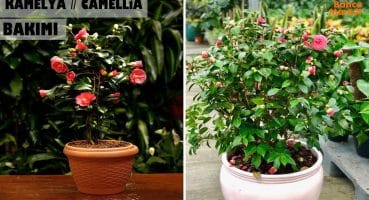 Kamelya Bitkisi Bakımı // Camellia Flowers Plant Care // BAHÇE MARKET GARDEN ÇİÇEK BAKIMI Bakım