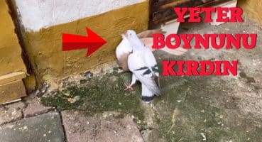Sarı Çarşılı Çok Sert Çıktı İstanbulluyu Haşat Etti ( Kuşlar Mekan Dövüşleri )