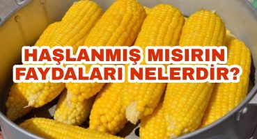 Haşlanmış Mısırın Faydaları Nelerdir? | İşte Haşlanmış Mısırın Az Bilinen Faydaları