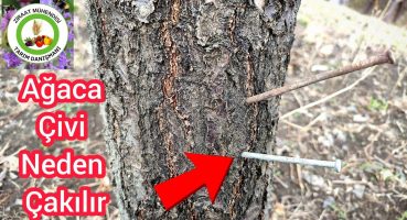 Ağaçlara Çivi Neden Çakılır🌳 Çivi Çakmanın Ağaca Faydası Nedir ?Demir eksikliği için çivi çakılır mı Bakım