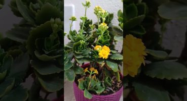 çiçekli evim #kalanşo  #kalanchoe #bahçe #balkon #sukulent #cactus #çiçekbakımı #bitkibakımı #plant Bakım