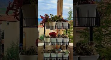 çiçekli evim🌹#çiçek #sukulent #kaktus #cactus #kalanchoe #kalanşo #balkon #bitkibakımı Bakım
