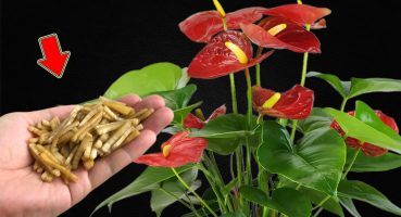 Just Use Once! Anthurium Blooms Continuously All Year Long Bakım