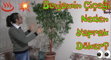 Benjamin Çiçeği Bakımı (Sulama, Gübreleme, Budama, Çoğaltma) Bakım