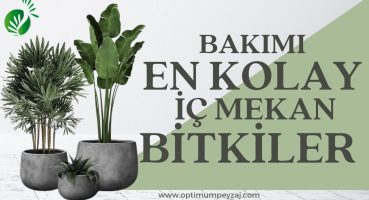 İÇ MEKAN BİTKİ ANSİKLOPEDİSİ | BAKIMI EN KOLAY İÇ MEKAN BİTKİLER, KOLAY BAKILABİLEN BİTKİLER Bakım