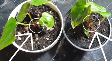 antoryum filizlerin 1 aylık gelişimi -antoryum bitkisi çoğaltma bakım ve saksı değişimi Bakım