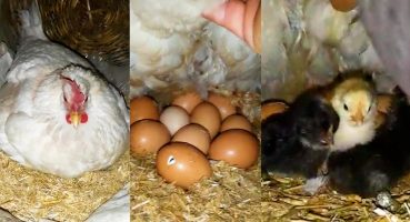 Civciv Nasıl Çıkar Tavuklar Gürke Yattı Kaç Yavru Çıkacak