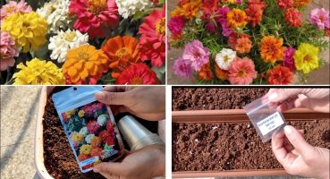 Zinnia – Kirlihanım Çiçeği ve İpek -Şellaki Çiçeği Tohumu Nasıl Ekilir Kendi Fidemizi Yetiştiriyoruz Bakım