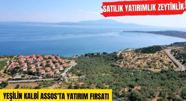 Assos’ta Satılık Yatırımlık Zeytinlik [SATIŞTAN KALKTI] Satılık Arsa